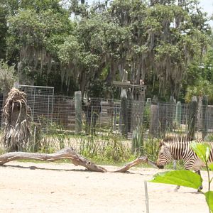 Hartmann's Mountain Zebra 5/22/2011