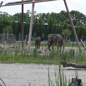 5/22/2011 African Elephants