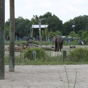 5/22/2011 African Elephants