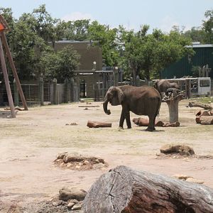5/22/2011 African Elephants