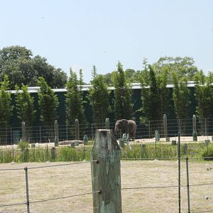 5/22/2011 African Elephants