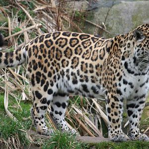 Jaguar 'Sophia'