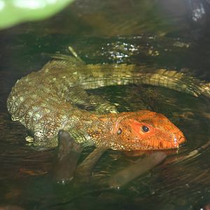 Northern caiman lizard