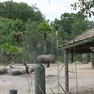 5/22/2011 white rhino