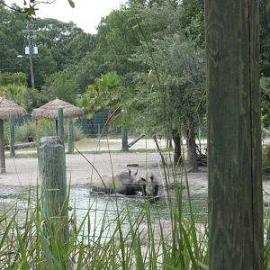 5/22/2011 white rhinos wallowing