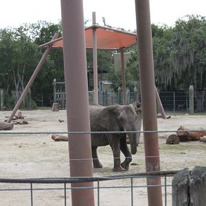 5/22/2011 African Elephant