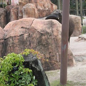 5/22/2011 African Elephant trying to get Ice cube veggi enrichment from roc