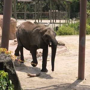 5/22/2011 African Elephant