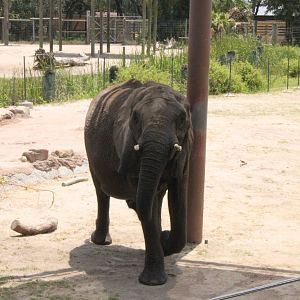 5/22/2011 African Elephant