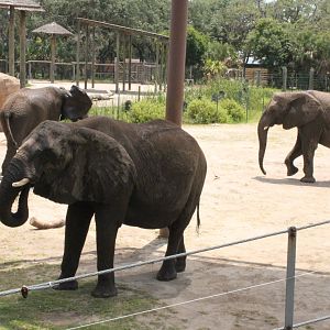 5/22/2011 African Elephant