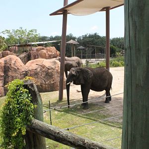 5/22/2011 African Elephant enclosure