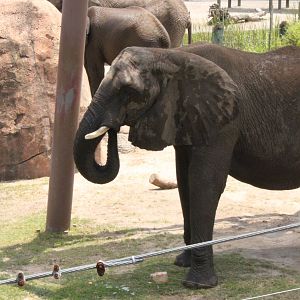 5/22/2011 African Elephant