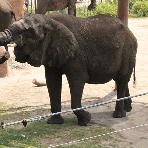 5/22/2011 African Elephant