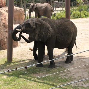 5/22/2011 African Elephants