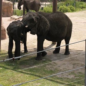 5/22/2011 African Elephants