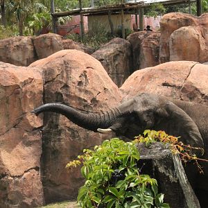 5/22/2011 African Elephant trunk