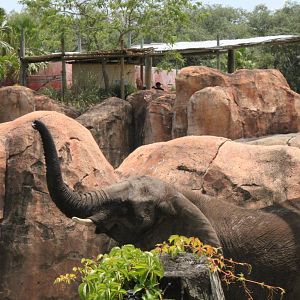 5/22/2011 African Elephant periscope up captin!