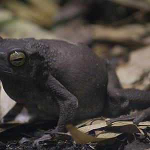Asian tree toad