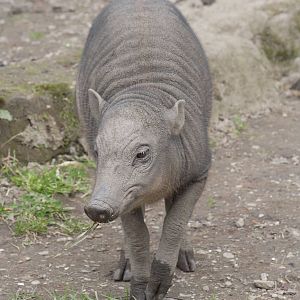North Sulawesi babirusa piglet