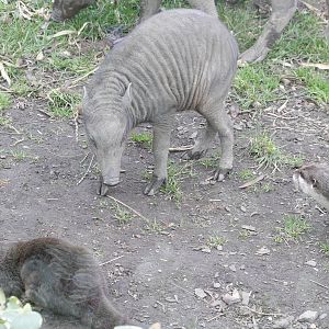 North Sulawesi babirusa/Asian short-clawed otters