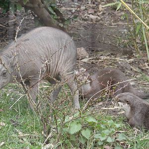 North Sulawesi babirusa/Asian short-clawed otters