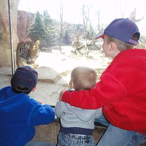 Amur Tiger, AsiaQuest