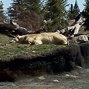 Polar Bear, Polar Frontier