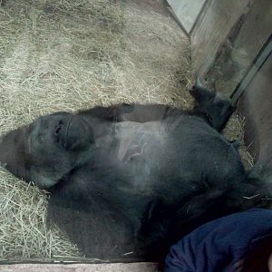 Gorilla, African Forest: The Congo Expedition