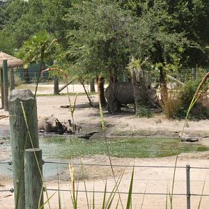 5/22/2011 white rhinos wallowing