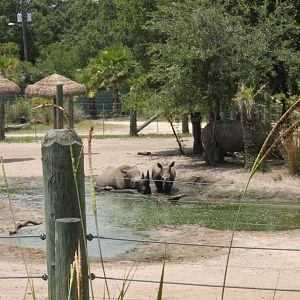5/22/2011 white rhinos wallowing