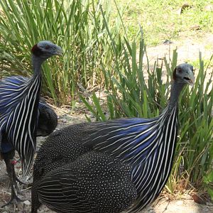 5/22/2011 Vulturine guinea fowl