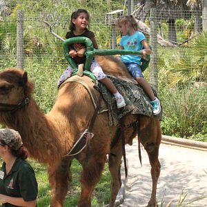 dromedary camel ride 5/22/2011