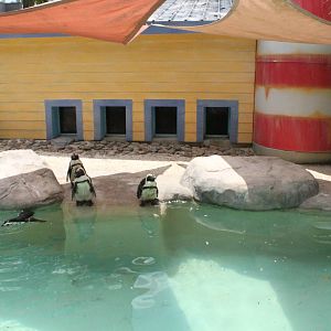 5/22/2011 African penguin exhibit