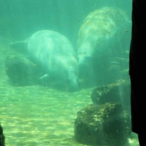 5/22/2011 manatees