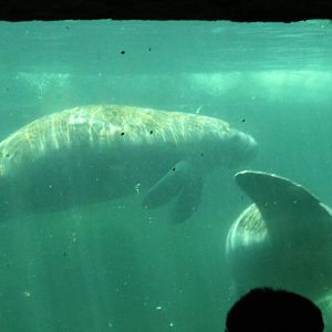 5/22/2011 manatee