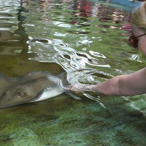 5/22/2011 stingray bay