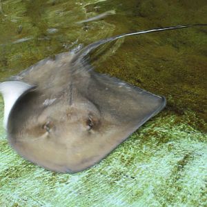 5/22/2011 stingray bay