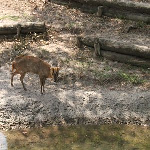 5/22/2011 Reeve's Muntjac
