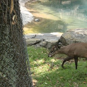 5/22/2011 Western Tuffted Deer