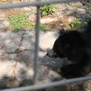 5/22/2011 Sloth Bear