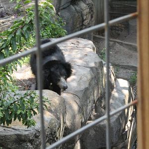 5/22/2011 Sloth Bear