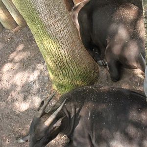 5/22/2011 Lowland Anoa