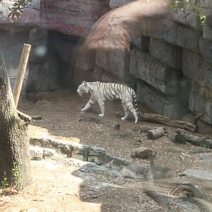 5/22/2011 white tiger