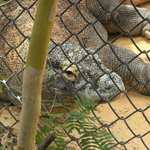 5/22/2011 komodo dragon