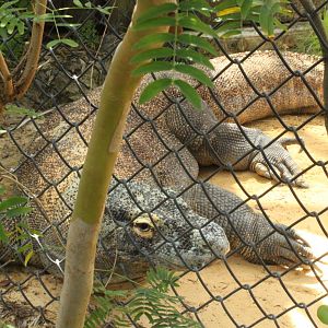 5/22/2011 komodo dragon