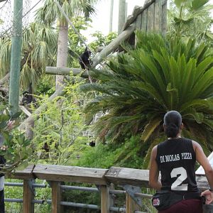 5/22/2011 Siamang Gibbon from walkway