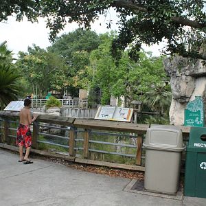 Siamang Gibbon island on left Ring tailed lemur right