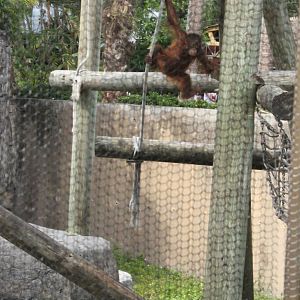 5/22/2011 Orangatang