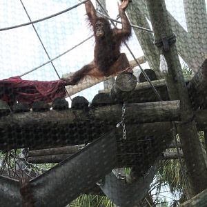 5/22/2011 Orangatang