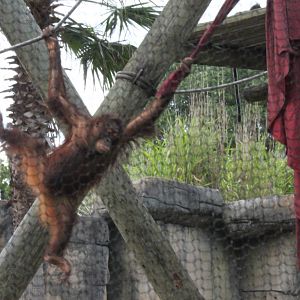 5/22/2011 Orangatang